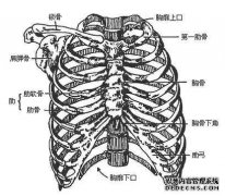 一个人的肋骨下面是什么？