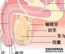 如果您持有附睾引起的“蛋”，那么您很可能根