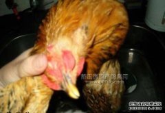 你能把头发拉回来吗？