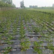 [果园除草布，效果确实不错，每亩投资约400元
